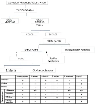 Figura 3. Sistema metodológico para la identificación fenotípica de Listeria spp. modificado (Gasanov et al., 2004) 