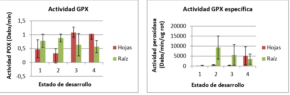 Figura 4. Actividades GPX y GPX específica en plantas inoculadas con la cepa MCR24. Los estados de desarrollo N° 1 y 2 corresponden a las dos etapas evaluadas pertenecientes a la fase vegetativa (despliegue total de las hojas primarias y despliegue total d