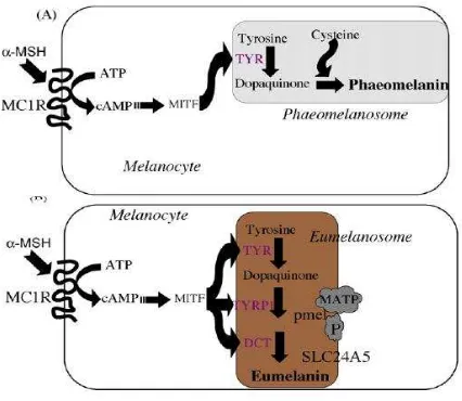 FIGURA 1: Esquema de la melanogénesis. (A) Union de la hormona estimulante de melanocitos α (MSHα) a su 