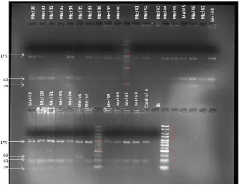 Figura 4: RFLPs obtenidos con la enzima Pst1 de los productos amplificados por PCR que contienen el polimorfismo Arg151Cys de MC1R en alguno de los casos