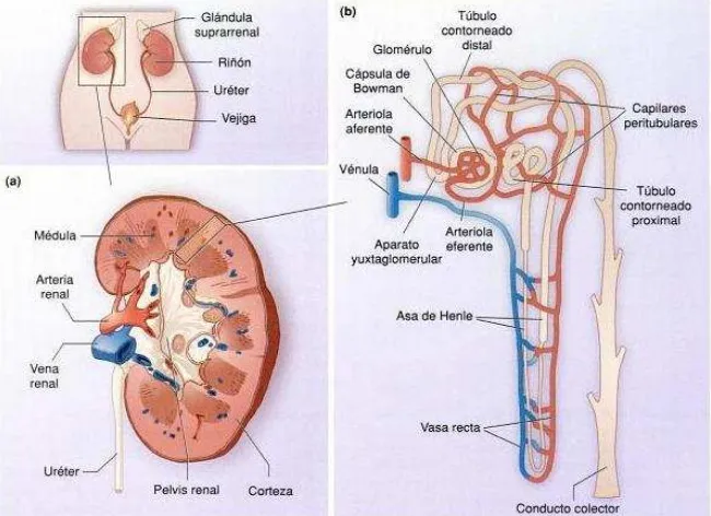 Figura 1. Esquema del riñón mamífero con sus partes. Tomado de Curtis & Barnes, 2003.