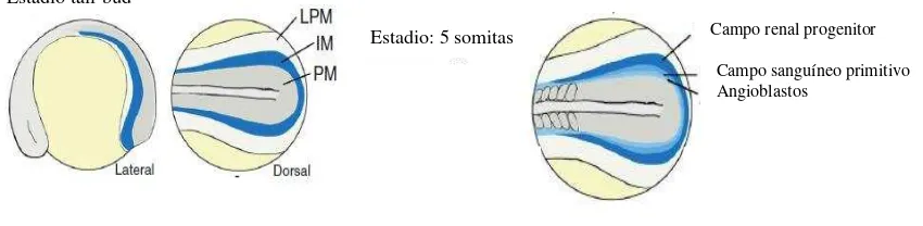 Figura 3. Embrión de pez cebra en estadio “tail-bud” y con 5 somitas donde se muestra la posición del IM con respecto al PM y la LPM