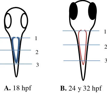 Figura 8. Esquema de cortes a realizar en embriones de pez cebra .1. Anterior 2. Medio 3 