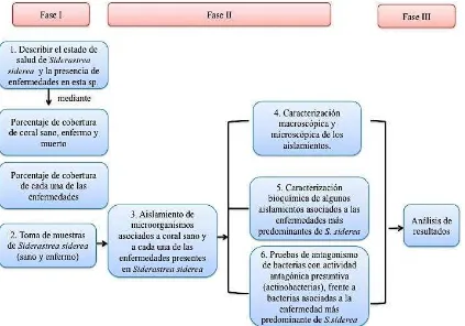 Figura 2. Esquema general de la metodología. Figura modificada de Rey-Arévalo (2013). 