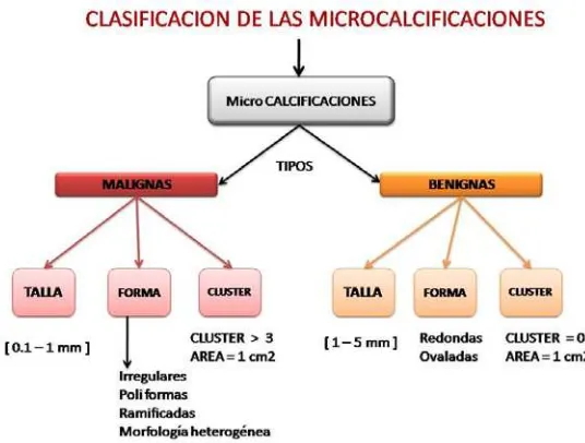 Figura �. Distribución de las microcalcificaciones de acuerdo a los descriptores: forma, tamaño y agrupamiento 