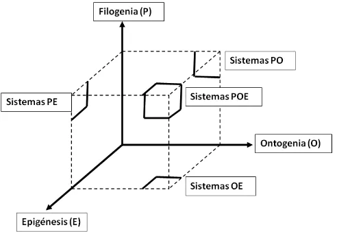 Figura 3. Modelo POE para la clasificación de los sistemas Bio-Inspirados 