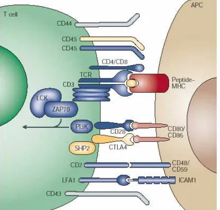Figura 1 Nat Immunol. (2005).Sinapsis inmunológica. Moléculas involucradas en la interacción de la célula presentadora de antígeno (APC) y la célula
