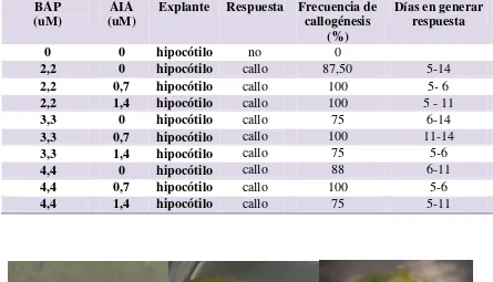 Tabla 15. Efecto de BAP y AIA a diferentes concentraciones en la inducción de brotes múltiples en hipocótilo