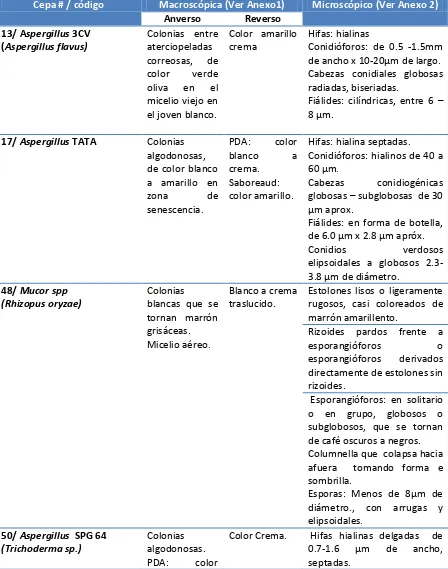 Tabla1.  Descripción macroscópica y microscópica de los hongos aislados en Agar PDA y Saboreaud