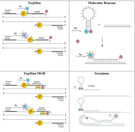 Figura 5.  Tipos de sondas para PCR.  Basado en Applied Biosystems, 2010; Querci M., et