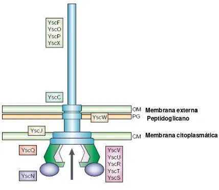 Figura 1.    Representación esquemática del Inyectosoma Ysc. YscC es el anillo que abarca toda la OM y es asistida por YscW, lipoproteína junto con YscJ; YscF, O, P y X son partes externas del inyectosoma; YscV, U, R, T, S son proteínas del cuerpo basal qu