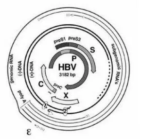 Figura 3. Organización del genoma del  VHB 