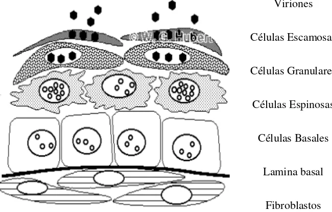 Figura 3. Ciclo de vida del Papiloma virus Humano 