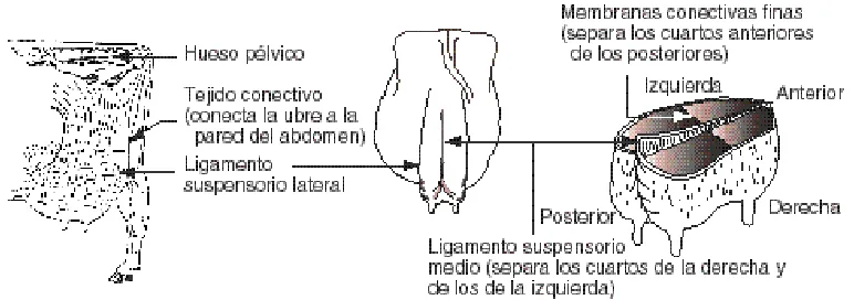 Figura 2.1 Anatomía normal de la ubre bovina normal 