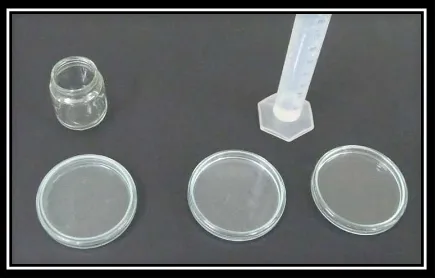 Figura 9: Tratamiento de desinfección de cada áfido muerto con hipoclorito de sodio al 1% y dos lavados con agua destilada