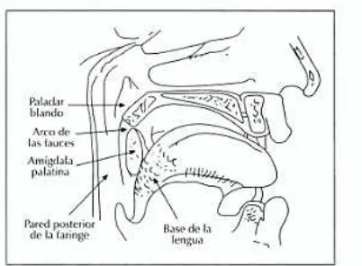 Figura 1. Diagrama de la anatomía de la orofarínge (Suarez et al., 2008).  