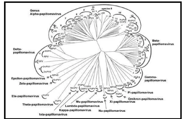 Figura 2. Árbol filogenético de los virus del papiloma basado en el marco de lectura abierto L1 (de Villiers et al., 2004)