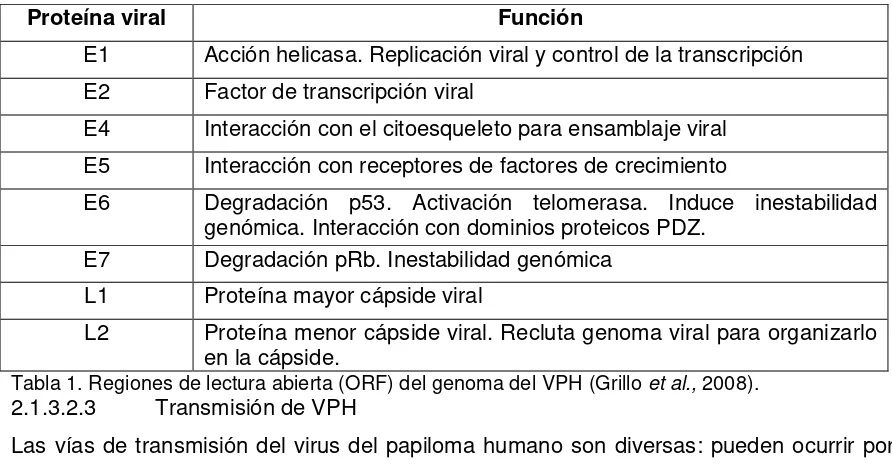 Tabla 1. Regiones de lectura abierta (ORF) del genoma del VPH (Grillo et al., 2008). 