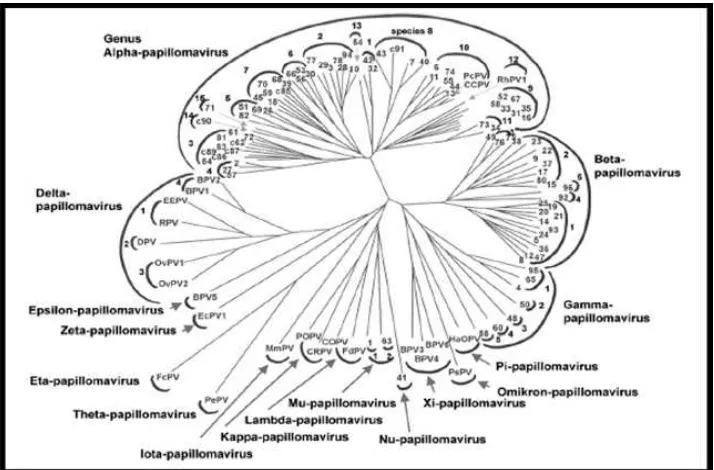 Figura 6. Arbol filogenético del virus del papiloma basado en el marco de lectura abierto L1