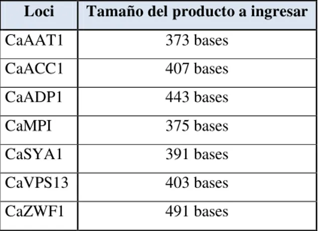 Tabla 5.3: Tamaño de los productos requeridos para el ingreso de las secuencias en la base de  datos MLST