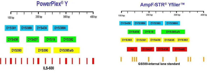 Figura 4.   STRs de cromosoma Y disponibles en los kits comerciales Power Plex Y® y Ampfl  STR Y filer®