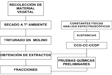 Figura 7. Diagrama general del estudio fitoquímico de la  a