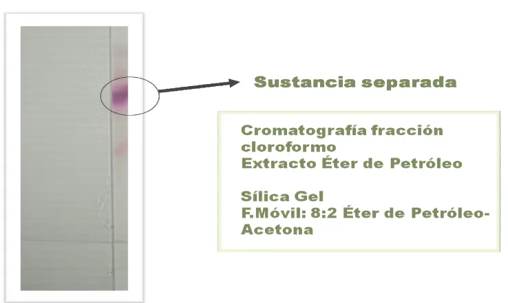 Figura 11. Cromatografía capa delgada (CCD) fracción CH2Cl2 del  Extracto éter de petróleo