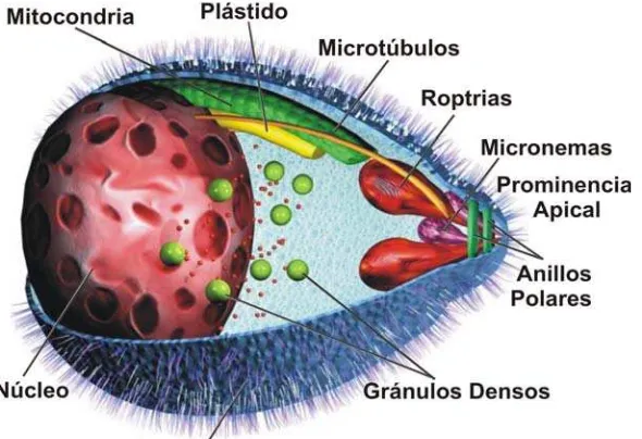 Figura 2. Esquema de los organelos del merozoito de Plasmodium sp.  
