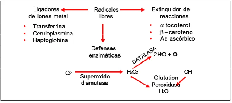 Figura 7. Mecanismos antioxidantes. Tomado de Alonso, 2001