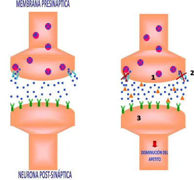 Figura 10. A Fisiología de la Neurotransmisión Adrenérgica. B Efecto de los Fármacos. 