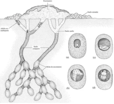Figura 6. Relocalización del excremento en madrigueras de escarabajos coprófagos. El desarrollo dentro de las bolas de excremento se da de la siguiente forma: a) Huevo en bola de excremento, b) larva, c) pupa y d) adulto (tomado de Gullan & Granston, 1994)