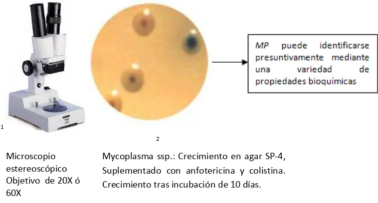 Figura 4. Prueba bioquímica  Hemadsorción (PÉREZ et al, 2007) 