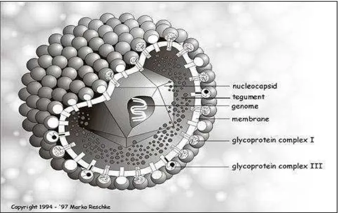Figura 1 Esquema de un herpesvirus. Tomado de 
