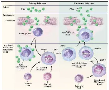 Figura 4 Esquema de infección de VEB durante las etapas primaria y persistente.  Tomado de Cohen 2000