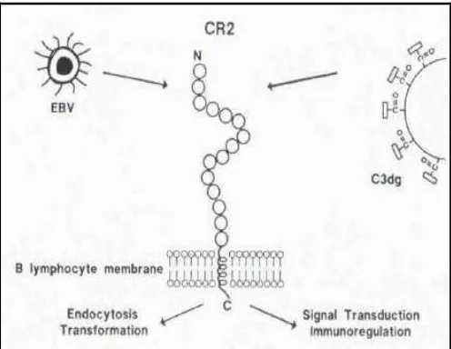 Figura 5 Representación esquemática de los ligandos y la biología del receptor de complemeto 2(CR2) de los linfocitos B