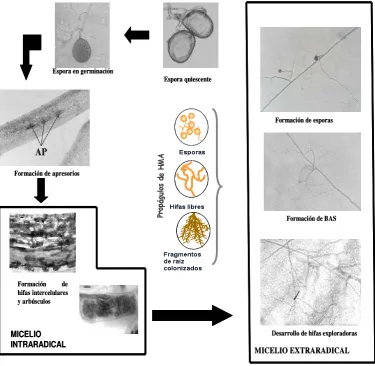 Figura 4. Ciclo de vida de Glomus sp. Modificado de Bago et al. (2000) 
