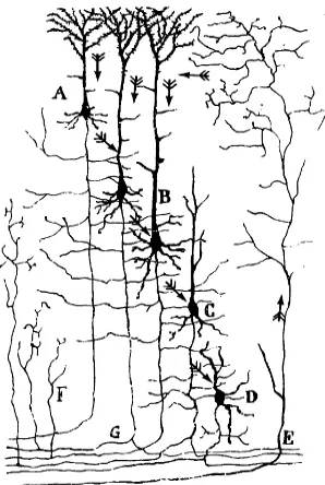 Figura 1.2: Neuronas piramidales sometidas a tres ticiones diferentes: