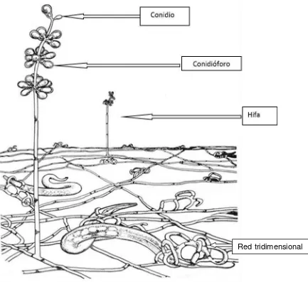 Figura 2.  Imagen que muestra conidióforos, conidios, hifas y la captura de un nematodo por redes adhesivas de Arthrobotrys oligospora 
