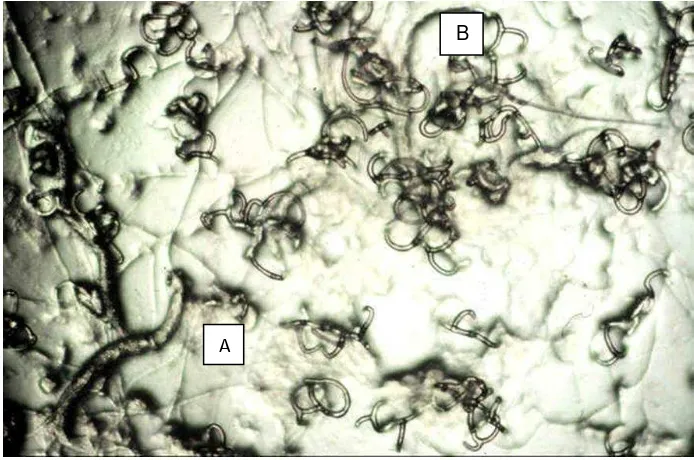 Figura 4.  . Redes producidas por el género Arthrobotrys.atrapada por redes bidimensionales, B) Redes tridimensionales  A) Larva de nematodo  
