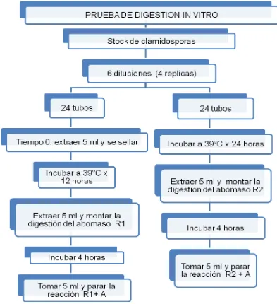 Figura 7.  Procedimiento para el montaje de la prueba de digestión in vitro 