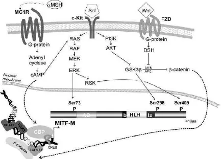 Figura 4. Representación de las principales vías de señalización que regulan la expresión de la isoforma MITF-M a nivel transcripcional y a nivel post-traduccional por modificaciones sobre residuos específicos de la proteína