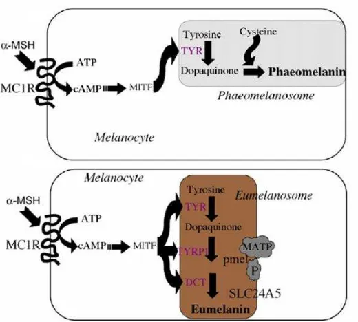 Figura 5. que conduce a la activación de factores como MITF y la acción de esta proteína sobre sus genes blanco: tirosinasa (TYR), proteína similar a tirosinasa 1 (TRP1), dopacromo tautomerasa (DCT), el antígeno de melanoma reconocido por células Producció