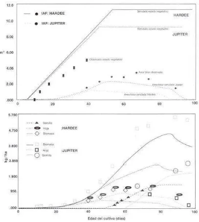 Figura 1. Datos simulados (-) y observados (*) para los grupos de madurez VIII (Hardee) y IX Júpiter en A) estado vegetativo y área foliar y B) en peso de semilla, hoja y biomasa, de los genotipos Soyica P-33 y Ariari – 1  