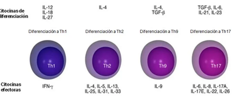 Figura 1. Subpoblaciones de células T efectoras. Después de la presentación antigénica 