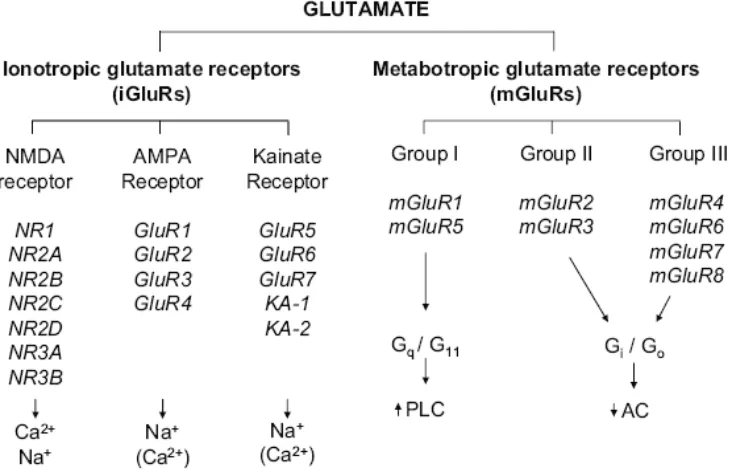 Figure 5: Glutamate receptor classification, its subunits and primary signal transduction mechanisms.[24]