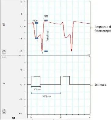 Figura 3  Modelo de respuesta de un electrorretinograma en En la parte inferior se muestra la grabación del estímuloregistrando el  tiempo de parte superior se muestra la respuesta del fotorreceptor señalando como se realizó las mediciones de cambio de vol