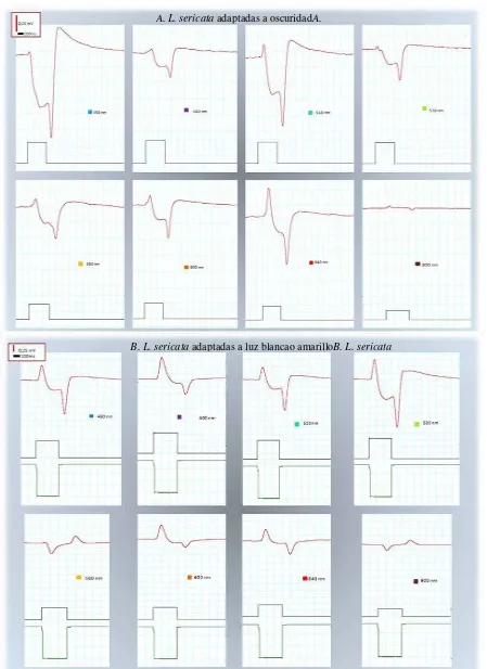 Figura 5 Ejemplos de respuestas electrofisiológicas a diferentes longitudes de onda en   bajo diferentes condiciones de adaptaciones selectivas