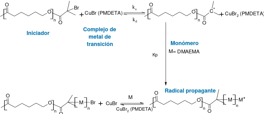 Figura 1. Esquema general de la polimerización radicalaria por transferencia de átomo para la obtención de copolímeros en bloque de PCL y PDMAEMA 