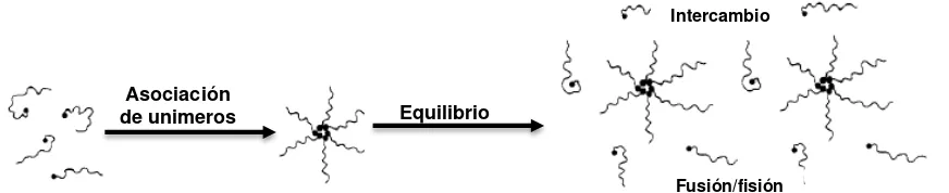 Figura 3. Representación esquemática del proceso de micelización 