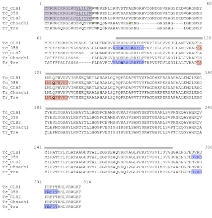 Figura 34. Alineamiento múltiple de las secuencias de aminoácidos de la NTR tipo I de T